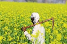 Agriculture land