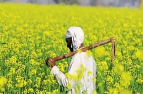 Agriculture land