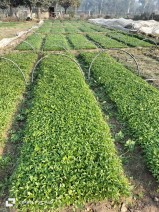 Agriculture